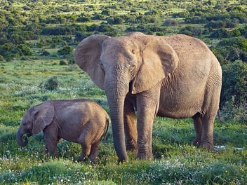 Image endangered African Bush Elephant adult with calf