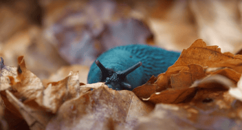 Screenshot of Bizarre Beasts video: a turquoise slug amid brown autumn leaves
